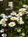 Many field daisy flowers on meadow in summer day closeup Royalty Free Stock Photo