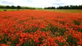Many field red poppies bloom in the vast fields on warm summer days Royalty Free Stock Photo