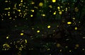 Many fireflies in the summer at the fairy forest.