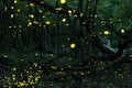Many fireflies in the summer at the fairy forest.