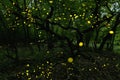 Many fireflies in the summer at the fairy forest.