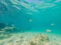 Many fish, anemonsand sea creatures, plants and corals under water near the seabed with sand and stones in blue and Royalty Free Stock Photo