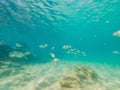 Many fish, anemonsand sea creatures, plants and corals under water near the seabed with sand and stones in blue and Royalty Free Stock Photo