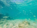 Many fish, anemonsand sea creatures, plants and corals under water near the seabed with sand and stones in blue and Royalty Free Stock Photo