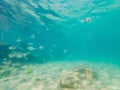 Many fish, anemonsand sea creatures, plants and corals under water near the seabed with sand and stones in blue and Royalty Free Stock Photo