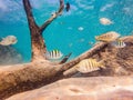 Many fish, anemonsand sea creatures, plants and corals under water near the seabed with sand and stones in blue and Royalty Free Stock Photo