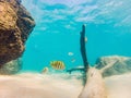 Many fish, anemonsand sea creatures, plants and corals under water near the seabed with sand and stones in blue and Royalty Free Stock Photo