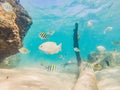 Many fish, anemonsand sea creatures, plants and corals under water near the seabed with sand and stones in blue and Royalty Free Stock Photo