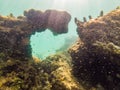 Many fish, anemonsand sea creatures, plants and corals under water near the seabed with sand and stones in blue and Royalty Free Stock Photo