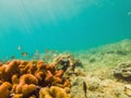 Many fish, anemonsand sea creatures, plants and corals under water near the seabed with sand and stones in blue and Royalty Free Stock Photo