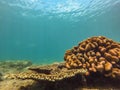 Many fish, anemonsand sea creatures, plants and corals under water near the seabed with sand and stones in blue and Royalty Free Stock Photo