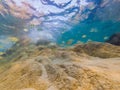 Many fish, anemonsand sea creatures, plants and corals under water near the seabed with sand and stones in blue and Royalty Free Stock Photo