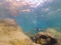 Many fish, anemonsand sea creatures, plants and corals under water near the seabed with sand and stones in blue and Royalty Free Stock Photo