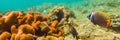 Many fish, anemonsand sea creatures, plants and corals under water near the seabed with sand and stones in blue and Royalty Free Stock Photo