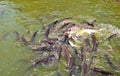 Many fish in pond