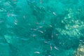 Many fish on the surface of the Alboran Sea in the Strait of Gibraltar