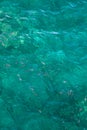 Many fish on the surface of the Alboran Sea in the Strait of Gibraltar Royalty Free Stock Photo