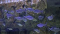 Many fish swim in the aquarium. Fish Kuhlia mugil - Barred flagtail. Oceanarium in Russia.