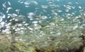 Many fish swimming in a school Royalty Free Stock Photo