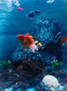 many fishes in the aquarium Royalty Free Stock Photo