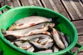 Many fishes in green bucket, Kuldiga, Latvia