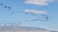 Many flamingo are flying in the v-shaped on blue sky background. Group of pink flamingos flying over Lake Eber, Turkey Royalty Free Stock Photo