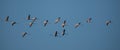 Flamingoes flying above the Bay of Cadiz in southern Spain