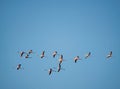 Flamingoes flying above the Bay of Cadiz in southern Spain