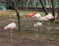 Slender rows of flamingos at the zoo