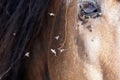 Many flies fly on horse eye Royalty Free Stock Photo