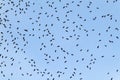 Many flies on a gla Royalty Free Stock Photo