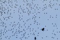 Many flies on a gla Royalty Free Stock Photo