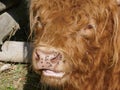 Highland cattle, close-up of the head of a small calf. Royalty Free Stock Photo