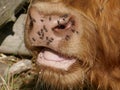 Highland cattle, close-up of the head of a small calf. Royalty Free Stock Photo