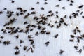 Many flies are stuck on paper with glue to trap the flies.