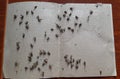 Many flies trapped on the sticky glue paper,