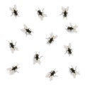 Many flies on the wall vector illustration