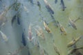 Many flock fish in a lake Royalty Free Stock Photo