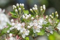 Many flower buds on the crataegus marshallii tree in spring Royalty Free Stock Photo