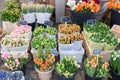 Many flower in flower market in Amsterdam, Netherlands.