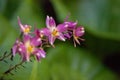 Many flowered Grass-pink orchid Calopogon multiflorus grows in the shade