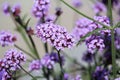 Many flowered purple Verbena summer blooms Royalty Free Stock Photo