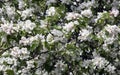 Many flowering branches of apple tree