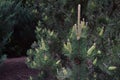 Many flowering coniferous branches with one cone