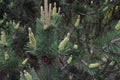 Many flowering coniferous branches with one cone in the close-up