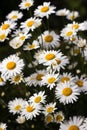 Many flowering large daisies grow in the garden in summer. Beautiful summer background Royalty Free Stock Photo