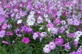 Many flowering petunias in shades of pink