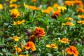 Many flowering tagetes patula is close