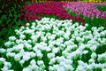 Many flowering tulips on a flower bed.