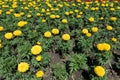 Many flowering yellow marigolds in the flowerbed